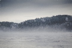 Fog and Forest