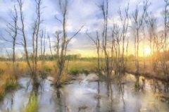 Sunrise Swamp