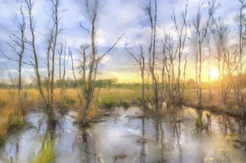 Sunrise Swamp