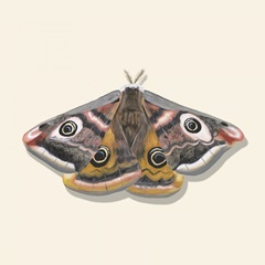 Watercolor Moths I