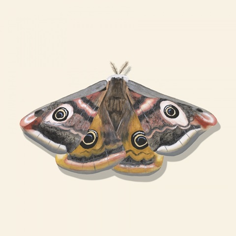 Watercolor Moths I