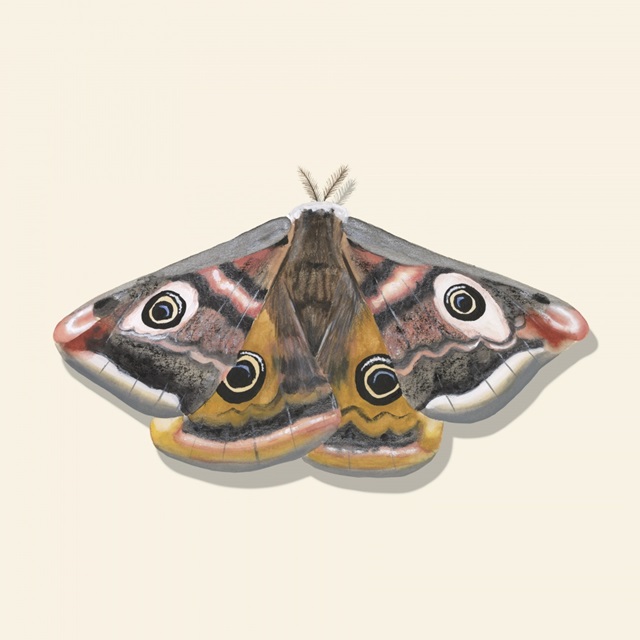 Watercolor Moths I