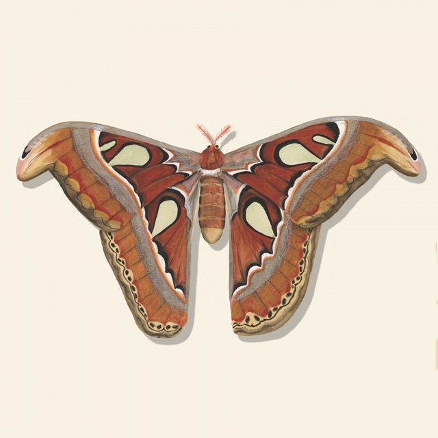 Watercolor Moths II