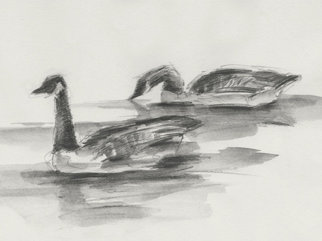 Geese Study II