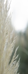 Subtle Grasses I