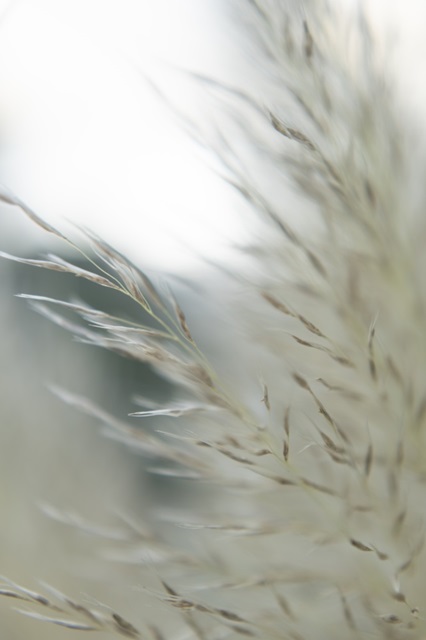 Subtle Grasses II