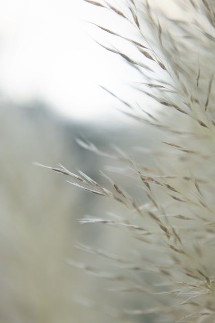 Subtle Grasses III