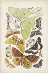 Antique Moths I