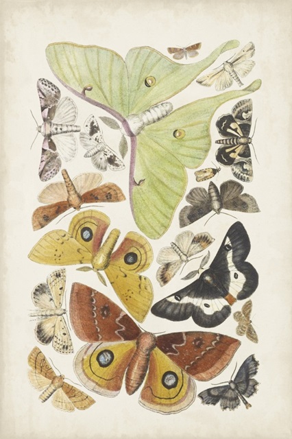 Antique Moths I