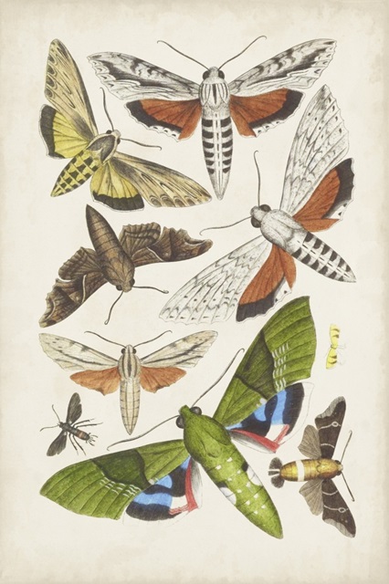 Antique Moths II