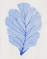 Indigo Sea Fan I
