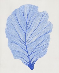 Indigo Sea Fan II