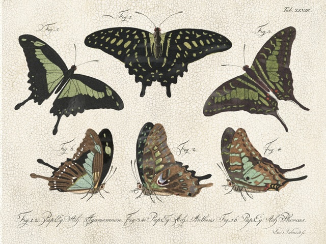 Printed Crackled Butterflies II