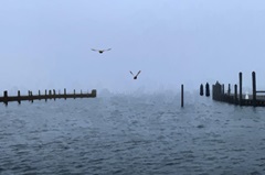 Pines Harbor Blue