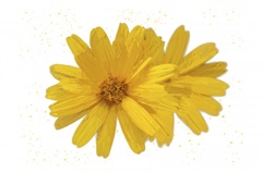 Yellow Asters