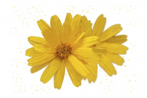 Yellow Asters