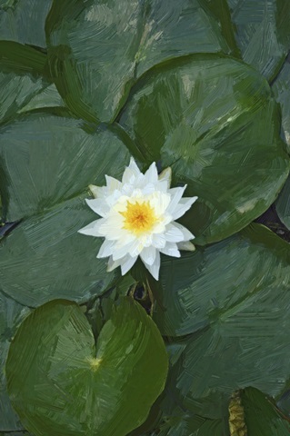 White Lotus