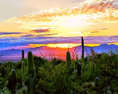 Arizona Sunset