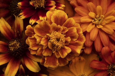 Marigold Petals