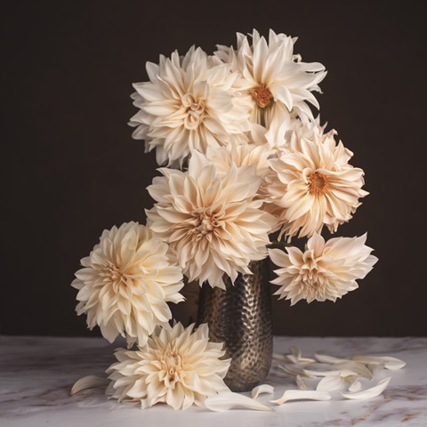 A Dahlia Cascade