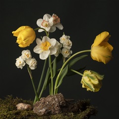 Sunny Spring Bounty  I