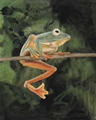 Watercolor Tree Frogs I