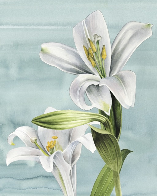 Peaceful Lilies II