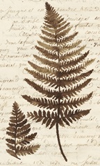 Ferns & Ledgers I