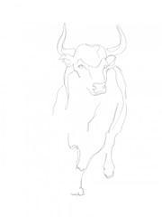Bull Contour I