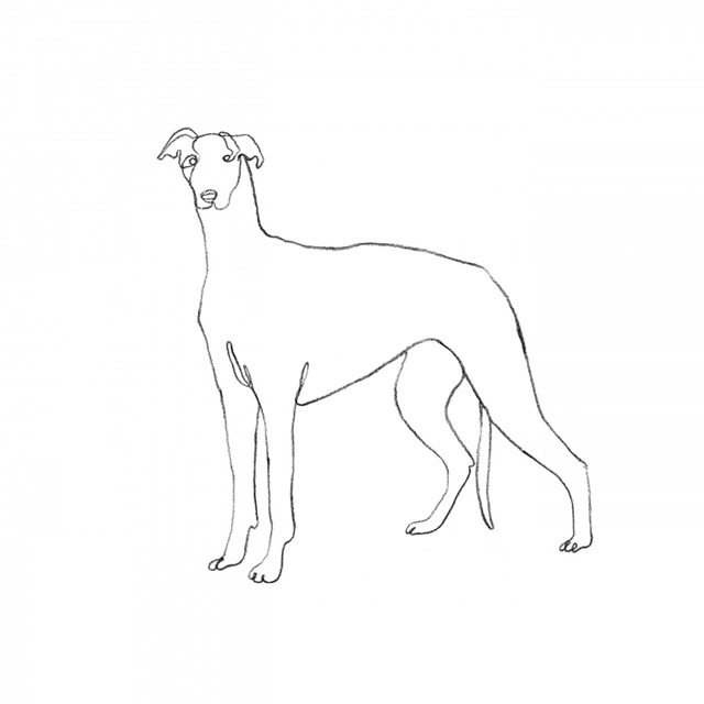 Greyhound Pencil Sketch II