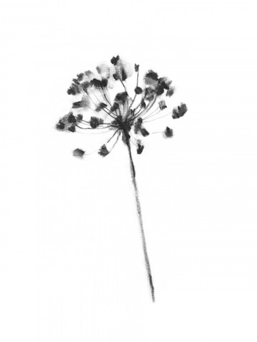 Queen Anne's Lace in Charcoal I
