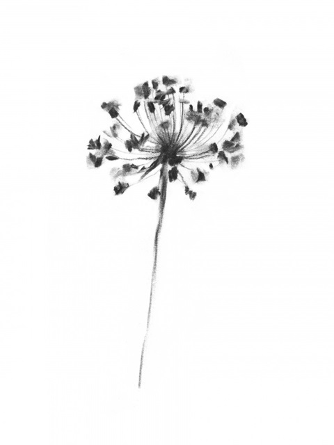 Queen Anne's Lace in Charcoal II