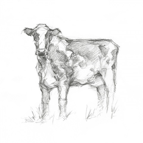 Bovine Study II