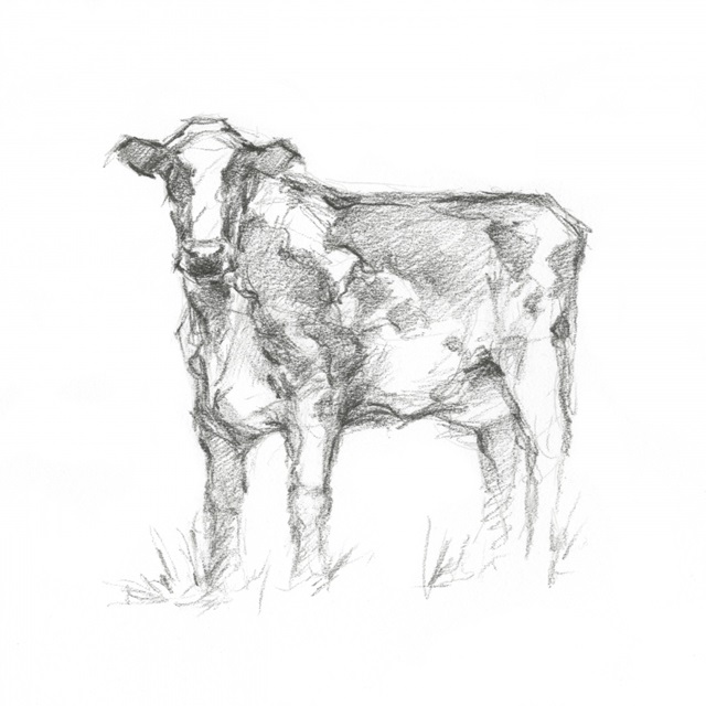 Bovine Study II