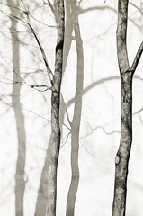 Shadowed Tree Trunks I