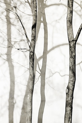 Shadowed Tree Trunks I