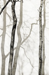 Shadowed Tree Trunks II