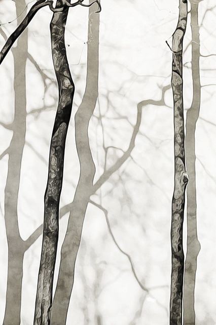 Shadowed Tree Trunks II