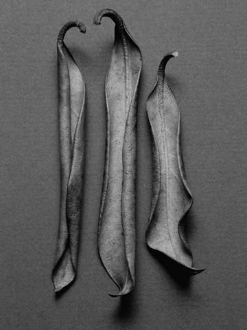 Mountain Laurel Leaves l