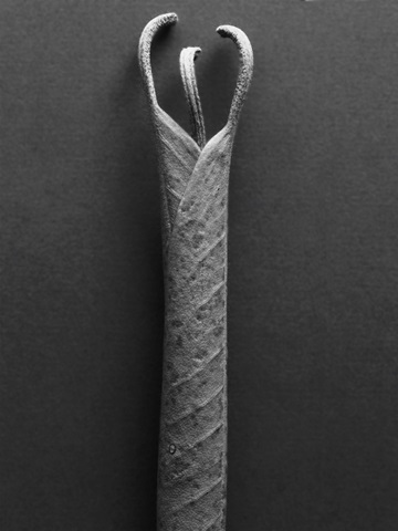 Mountain Laurel Leaves ll