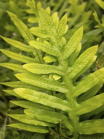 Fern Examination I