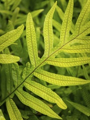 Fern Examination II