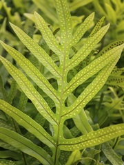 Fern Examination III