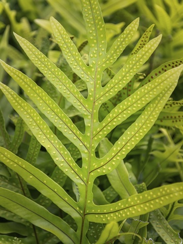 Fern Examination III