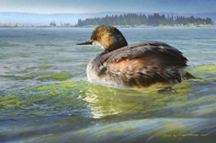 Earred Grebe on Lake