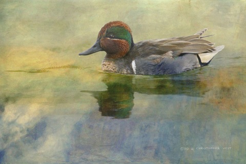Green Teal Drake