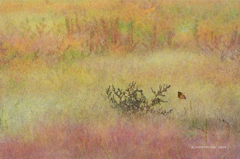 Koshia in Muhly Grass