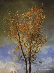 Lone Cottonwood Tree