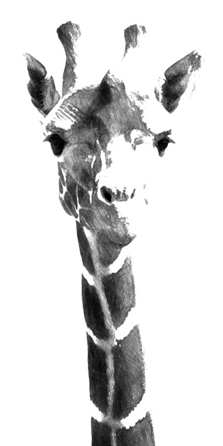 Giraffe study  IV