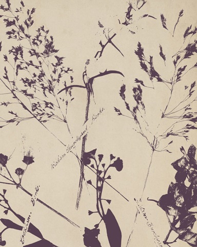 Pressed Silhouette II